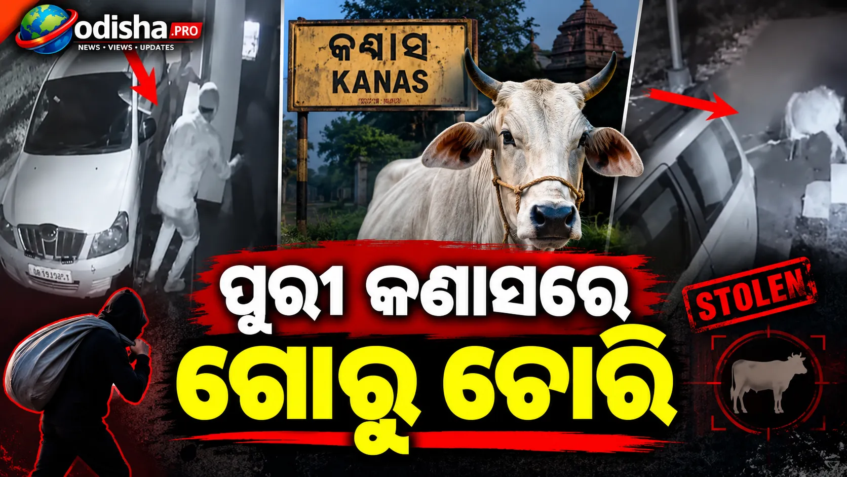 ପୁରୀ କଣାସରେ ଗୋରୁ ଚୋରି: ଦାମୀ କାରରେ ଆସି ଗୋରୁ ନେଇଗଲେ ଦୁର୍ବୃତ୍ତ
