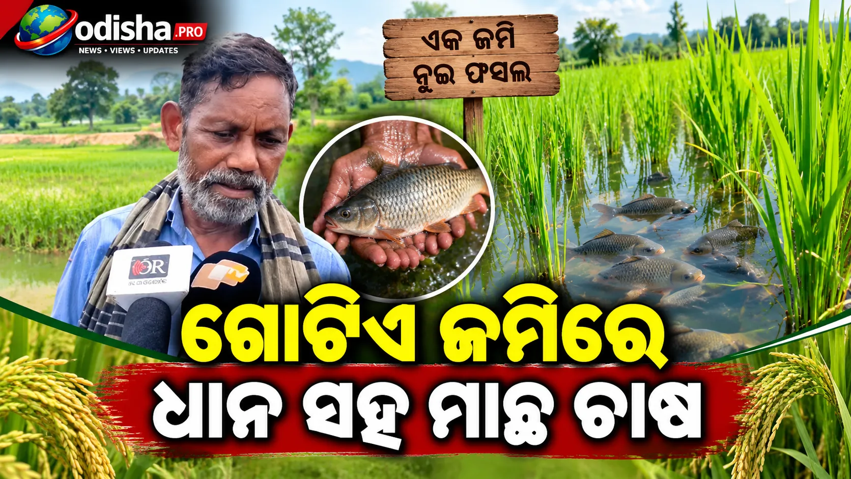ଗୋଟିଏ ଜମିରେ ଧାନ ସହ ମାଛ ଚାଷ: ନବରଙ୍ଗପୁରରେ ଚାଷୀଙ୍କ ଆୟ ବଢ଼ାଇବାକୁ ନୂଆ ପଦକ୍ଷେପ