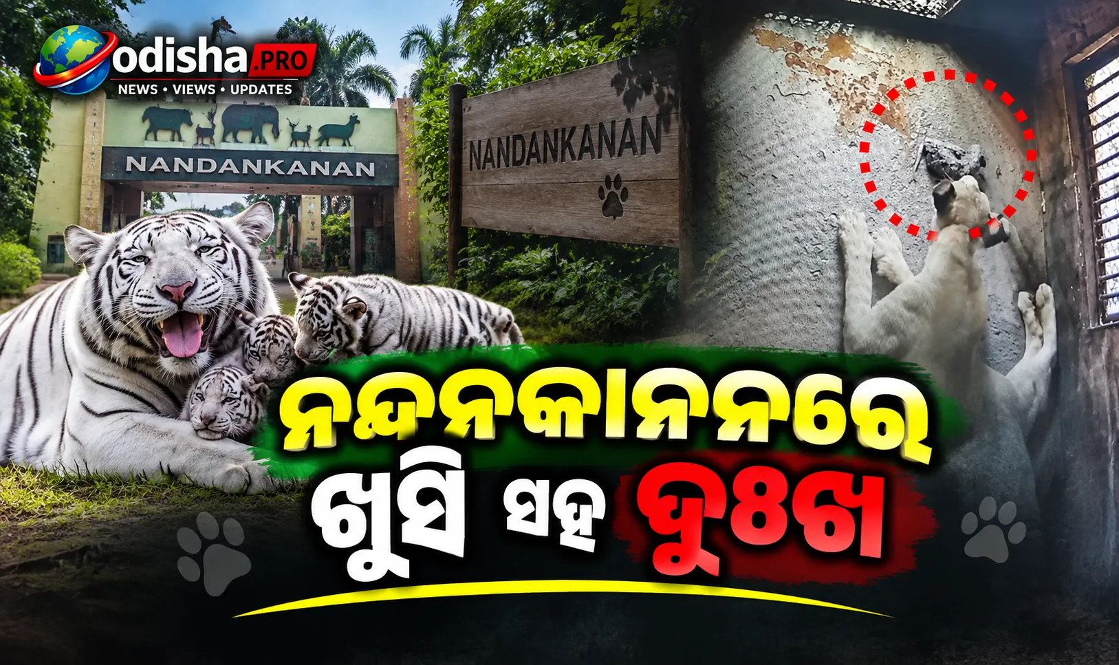 ନନ୍ଦନକାନନରେ ଖୁସି ସହ ଦୁଃଖ: ମାୟା ଜନ୍ମ ଦେଲା ୨ ଶାବକ, ଗୋଟିଏ ମୃତ