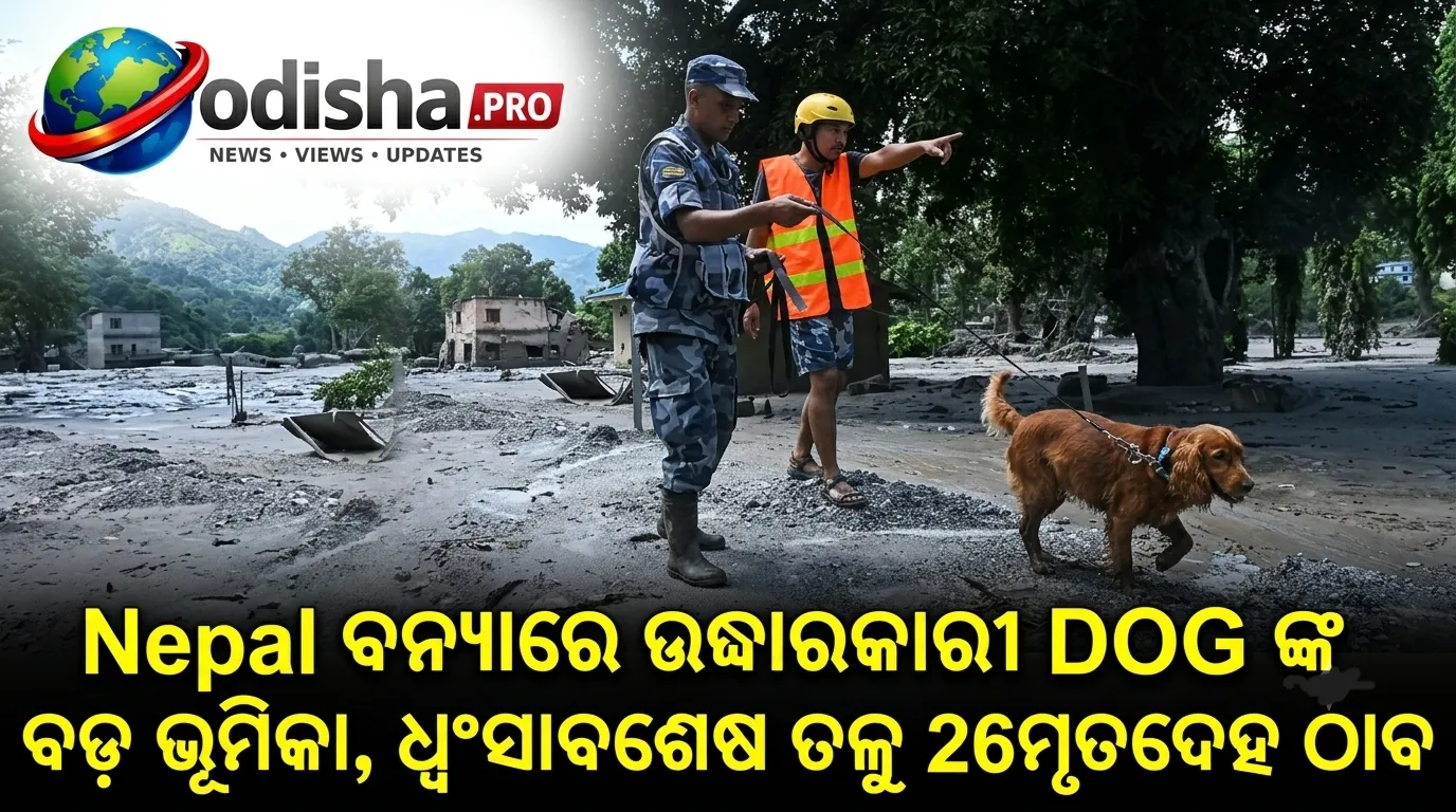 ନେପାଳ ବନ୍ୟାରେ ଉଦ୍ଧାରକାରୀ କୁକୁରଙ୍କ ବଡ଼ ଭୂମିକା, ଧ୍ୱଂସାବଶେଷ ତଳୁ ୨୬ ମୃତଦେହ ଠାବ
