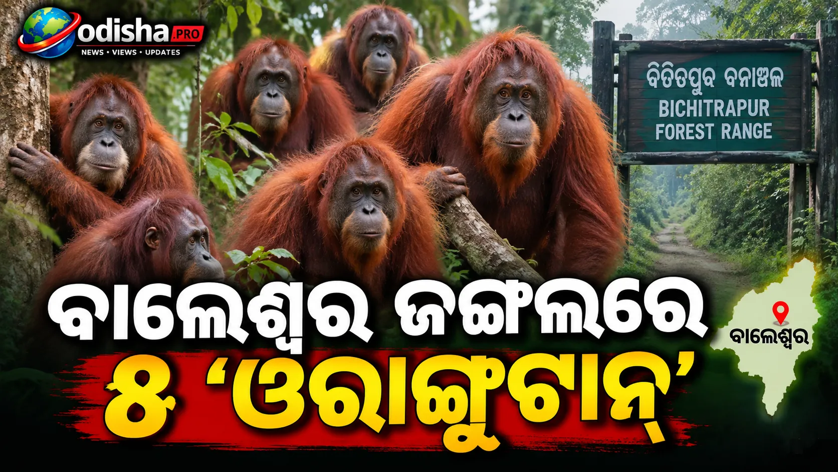 ବାଲେଶ୍ୱର ଜଙ୍ଗଲରେ ୫ ‘ଓରାଙ୍ଗୁଟାନ୍‌’! ବନ ବିଭାଗ ଉଦ୍ଧାର କଲା, ପ୍ରଜାତି ନେଇ ରହସ୍ୟ