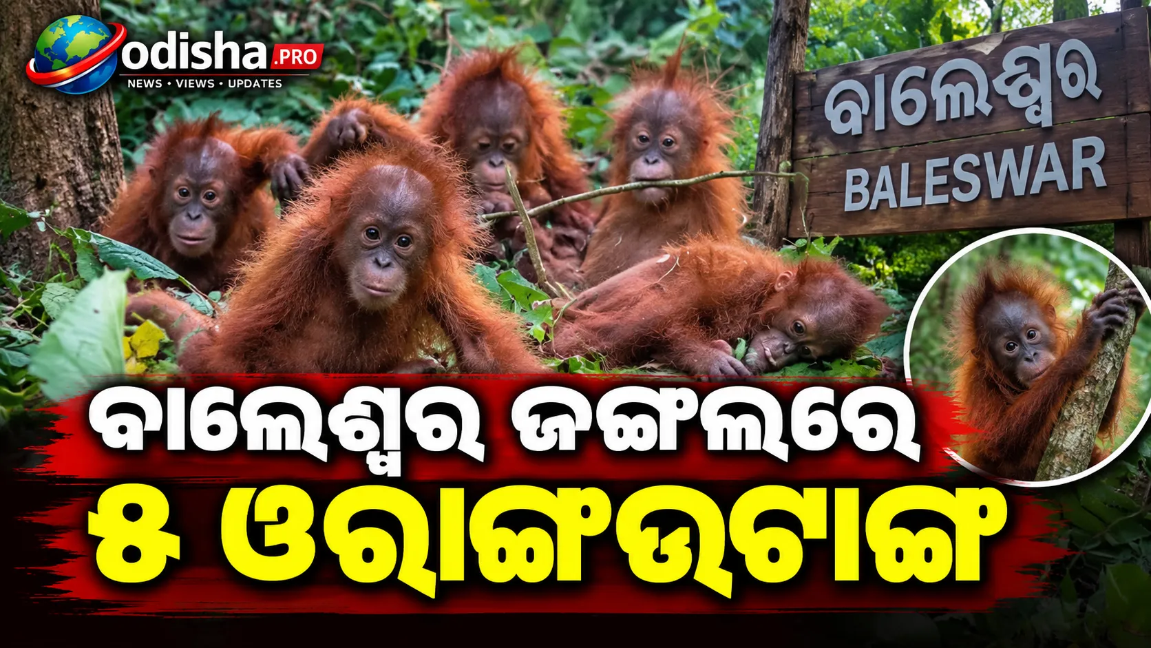 ବାଲେଶ୍ୱର ଜଙ୍ଗଲରେ ୫ ଓରାଙ୍ଗଉଟାଙ୍ଗ, ଅନ୍ତର୍ଜାତୀୟ ବନ୍ୟଜନ୍ତୁ ଚୋରାଚାଲାଣ ଲିଙ୍କ୍‌ ସନ୍ଦେହ