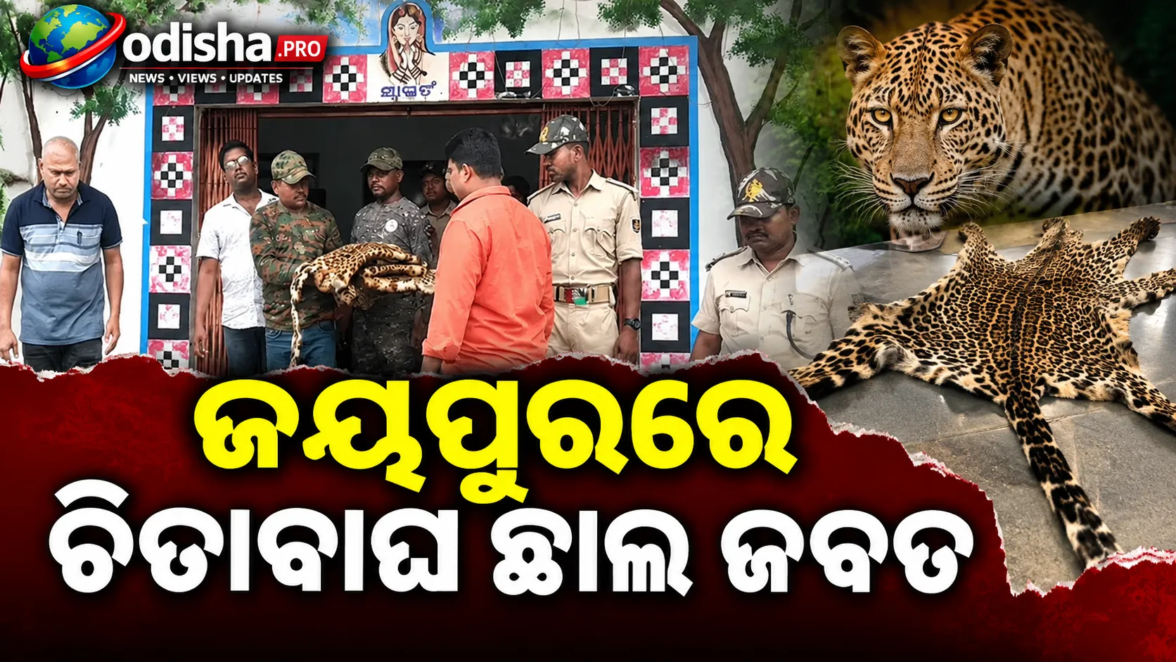 ଜୟପୁରରେ ଚିତାବାଘ ଛାଲ ଜବତ, ବନ୍ୟଜନ୍ତୁ ଚୋରାଚାଲାଣ ସନ୍ଦେହରେ ୪୪ ବର୍ଷୀୟ ବ୍ୟକ୍ତି ଗିରଫ
