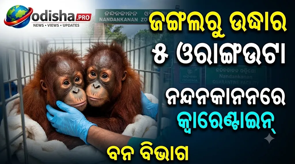ବାଲେଶ୍ୱର ଜଙ୍ଗଲରୁ ଉଦ୍ଧାର ୫ ଓରାଙ୍ଗଉଟା ନନ୍ଦନକାନନରେ; କ୍ୱାରେଣ୍ଟାଇନ୍‌ରେ ରଖିଲା ବନ ବିଭାଗ