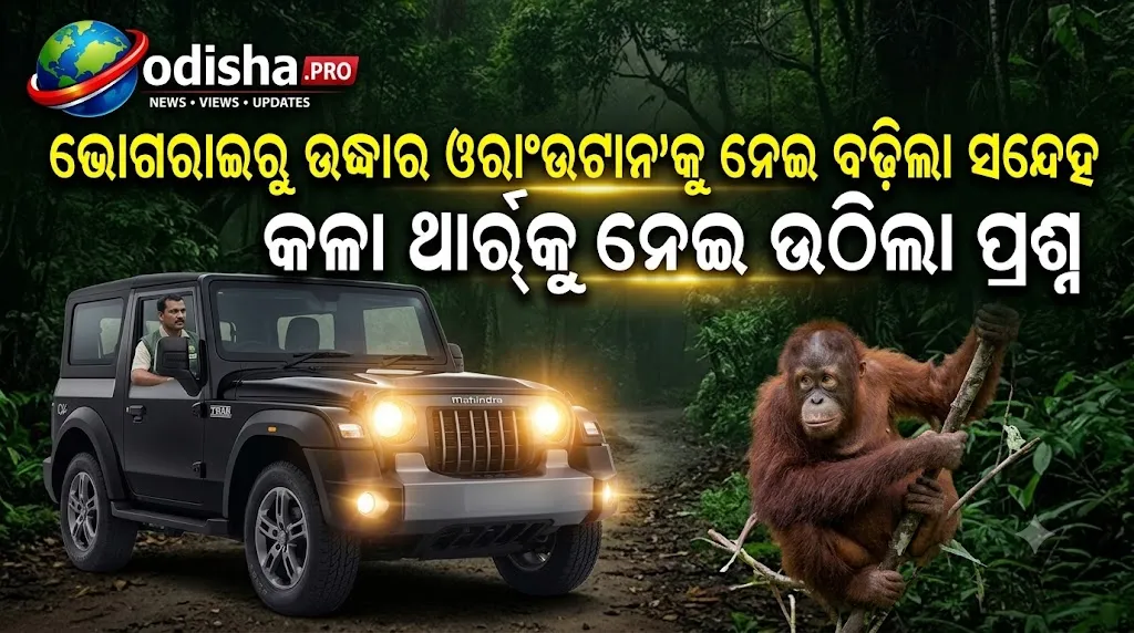 ଭୋଗରାଇରୁ ଉଦ୍ଧାର ଓରାଂଉଟାନ୍‌କୁ ନେଇ ବଢ଼ିଲା ସନ୍ଦେହ; କଳା ଥାର୍‌କୁ ନେଇ ଉଠିଲା ପ୍ରଶ୍ନ