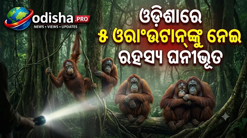 ଓଡ଼ିଶାରେ ୫ ଓରାଂଉଟାନ୍‌ଙ୍କୁ ନେଇ ରହସ୍ୟ ଘନୀଭୂତ; STF ଆରମ୍ଭ କଲା ତଦନ୍ତ