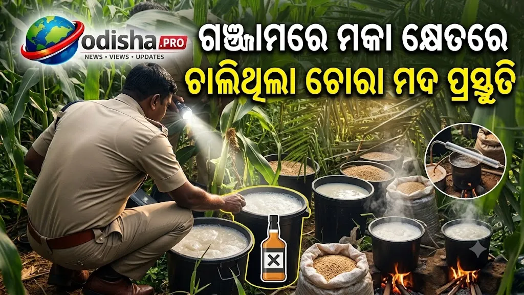 ଗଞ୍ଜାମରେ ମକା କ୍ଷେତରେ ଚାଲିଥିଲା ଚୋରା ମଦ ପ୍ରସ୍ତୁତି; ୧୯ ହଜାର ଲିଟର ଫର୍ମେଣ୍ଟେଡ୍ ୱାଶ୍ ଜବତ