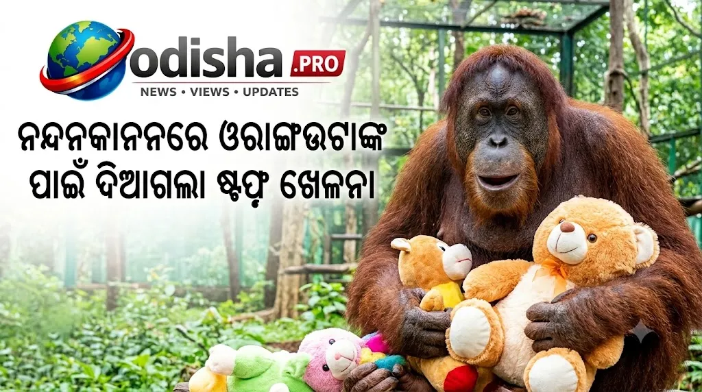 ଏକୁଟିଆପଣ ଦୂର କରୁଛି ନୂଆ ସାଥୀ; ନନ୍ଦନକାନନରେ ଓରାଙ୍ଗଉଟାଙ୍କ ପାଇଁ ଦିଆଗଲା ଷ୍ଟଫ୍ଡ ଖେଳନା