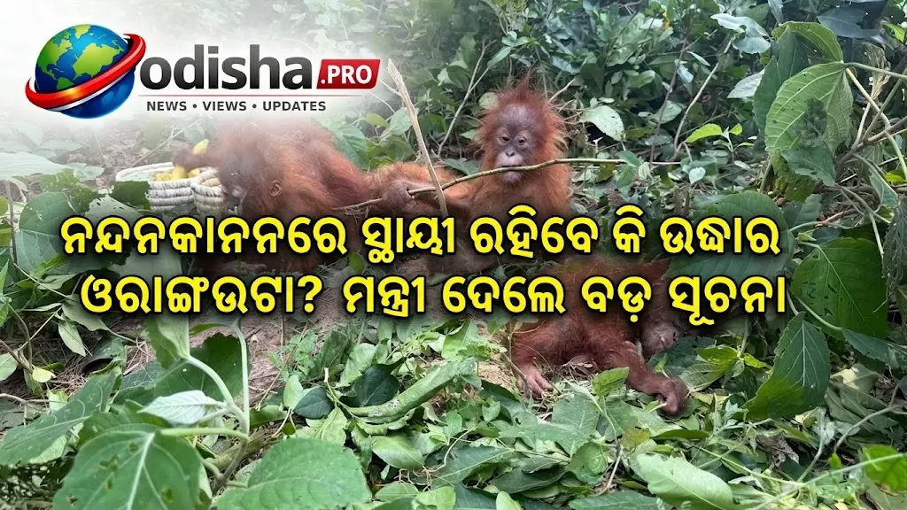ନନ୍ଦନକାନନରେ ସ୍ଥାୟୀ ରହିବେ କି ଉଦ୍ଧାର ଓରାଙ୍ଗଉଟା? ମନ୍ତ୍ରୀ ଦେଲେ ବଡ଼ ସୂଚନା