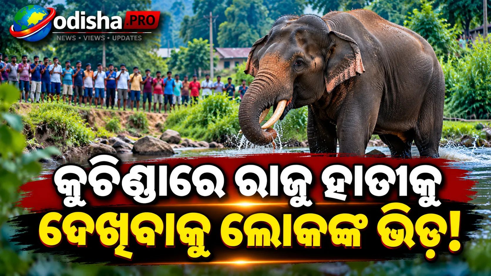 Elephant  image