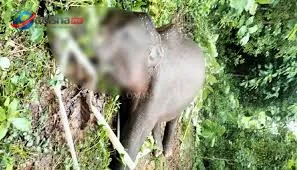 Forest officials inspecting a suspected elephant burial site inside a private farmhouse in Dhenkanal district.