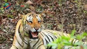 Dismembered body recovered from forest area in Mayurbhanj amid suspected tiger attack