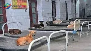 Three dogs seen resting on hospital beds inside Sainkula Medical Centre in Keonjhar district.