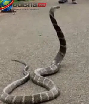 A 12-foot-long king cobra rescued from a government school campus in Ambapur village, Ganjam district.