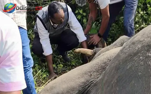 Forest officials monitoring a tusker during a tranquillisation operation in Angul district, Odisha.