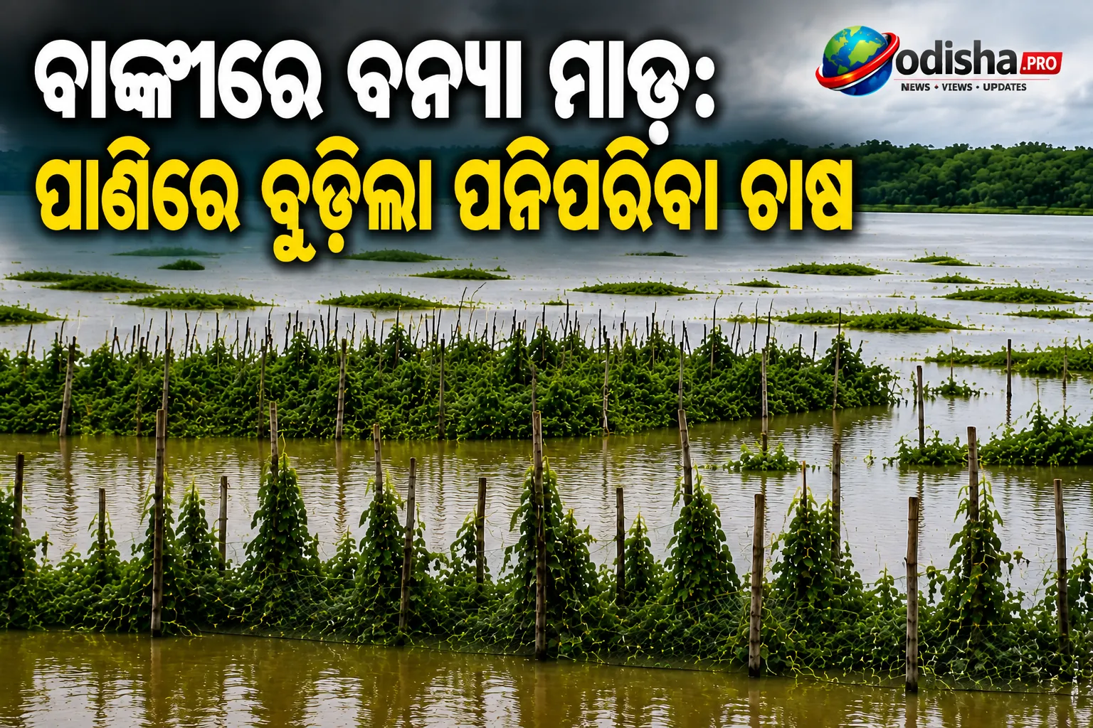 Floodwater submerges vegetable fields in Banki, forcing farmers to harvest crops early.