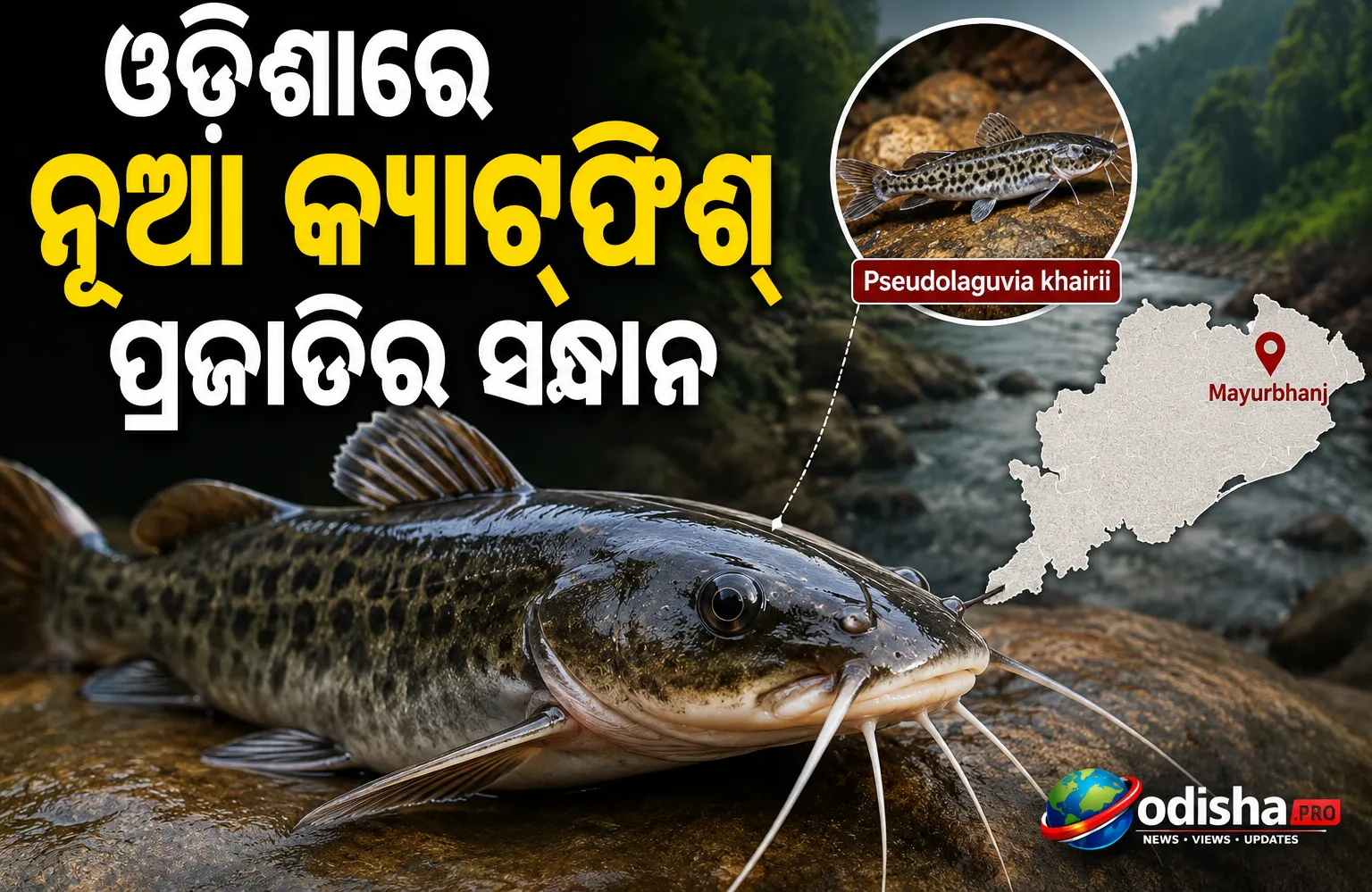 New freshwater catfish species Pseudolaguvia khairii discovered in Odisha's Mayurbhanj district.
